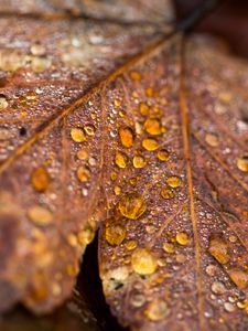 Preview wallpaper leaf, maple, drops, water, macro