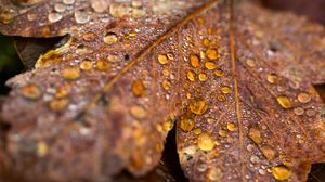 Preview wallpaper leaf, maple, drops, water, macro