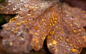 Preview wallpaper leaf, maple, drops, water, macro