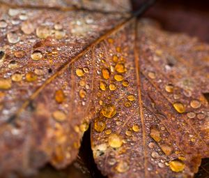 Preview wallpaper leaf, maple, drops, water, macro