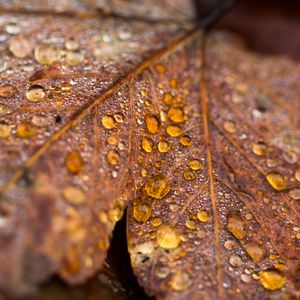 Preview wallpaper leaf, maple, drops, water, macro