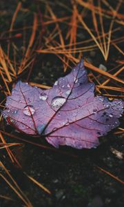 Preview wallpaper leaf, maple, drops, water, rain, macro