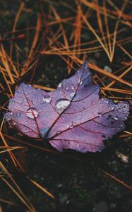 Preview wallpaper leaf, maple, drops, water, rain, macro