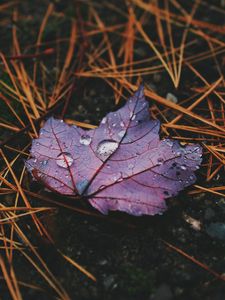 Preview wallpaper leaf, maple, drops, water, rain, macro