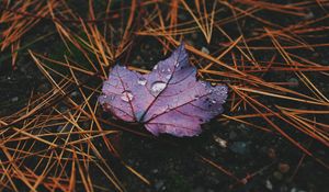 Preview wallpaper leaf, maple, drops, water, rain, macro