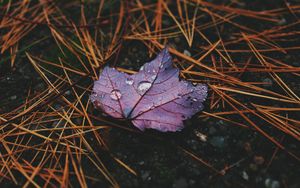Preview wallpaper leaf, maple, drops, water, rain, macro