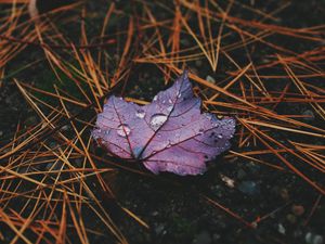 Preview wallpaper leaf, maple, drops, water, rain, macro