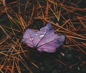 Preview wallpaper leaf, maple, drops, water, rain, macro