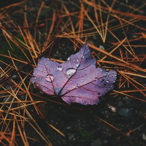 Preview wallpaper leaf, maple, drops, water, rain, macro