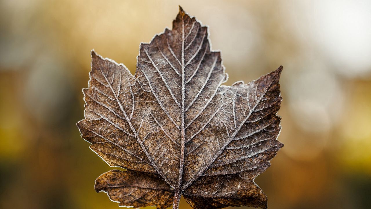 Wallpaper leaf, maple, dry, frost
