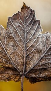 Preview wallpaper leaf, maple, dry, frost