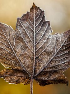 Preview wallpaper leaf, maple, dry, frost