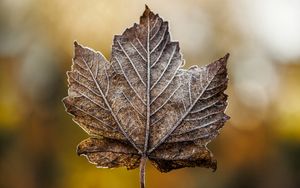 Preview wallpaper leaf, maple, dry, frost