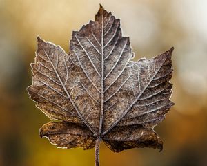 Preview wallpaper leaf, maple, dry, frost