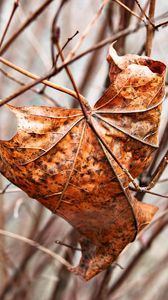 Preview wallpaper leaf, maple, dry, branches