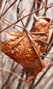 Preview wallpaper leaf, maple, dry, branches
