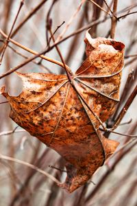 Preview wallpaper leaf, maple, dry, branches