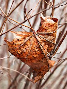 Preview wallpaper leaf, maple, dry, branches