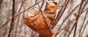 Preview wallpaper leaf, maple, dry, branches