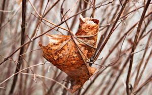 Preview wallpaper leaf, maple, dry, branches