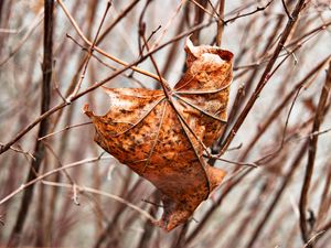 Preview wallpaper leaf, maple, dry, branches