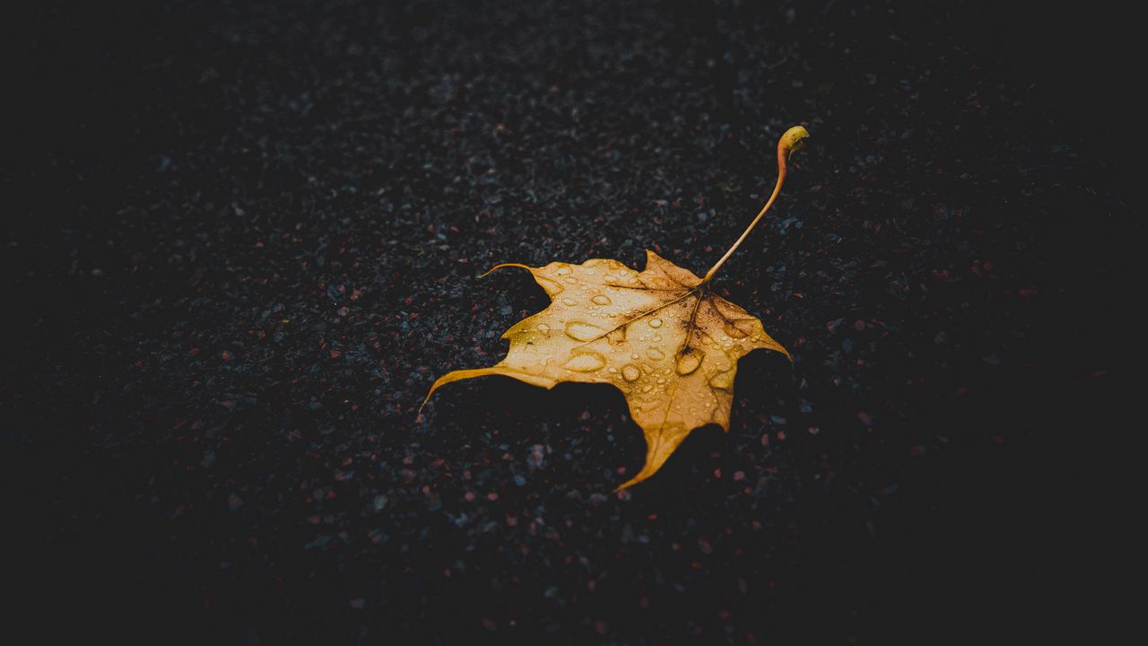 Wallpaper leaf, maple, dry, fallen, drops
