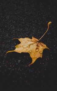 Preview wallpaper leaf, maple, dry, fallen, drops