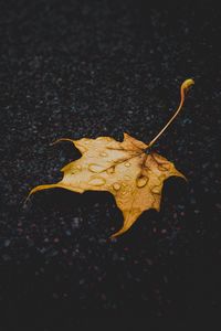 Preview wallpaper leaf, maple, dry, fallen, drops