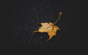 Preview wallpaper leaf, maple, dry, fallen, drops