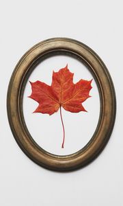 Preview wallpaper leaf, maple, dry, red, frame, decoration