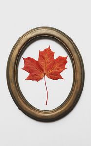 Preview wallpaper leaf, maple, dry, red, frame, decoration