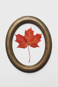 Preview wallpaper leaf, maple, dry, red, frame, decoration