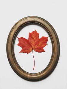 Preview wallpaper leaf, maple, dry, red, frame, decoration