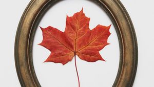 Preview wallpaper leaf, maple, dry, red, frame, decoration