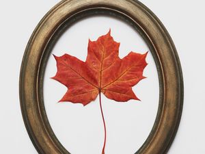 Preview wallpaper leaf, maple, dry, red, frame, decoration