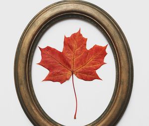 Preview wallpaper leaf, maple, dry, red, frame, decoration