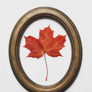 Preview wallpaper leaf, maple, dry, red, frame, decoration