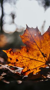 Preview wallpaper leaf, maple, dry, brown, autumn