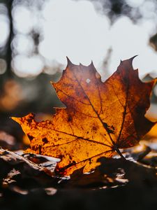 Preview wallpaper leaf, maple, dry, brown, autumn