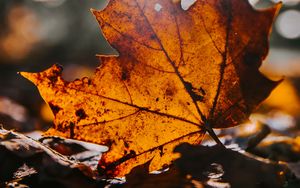 Preview wallpaper leaf, maple, dry, brown, autumn