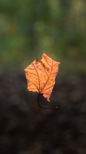 Preview wallpaper leaf, maple, dry, autumn, macro