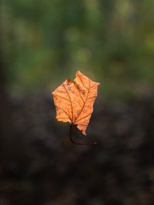 Preview wallpaper leaf, maple, dry, autumn, macro