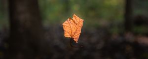 Preview wallpaper leaf, maple, dry, autumn, macro