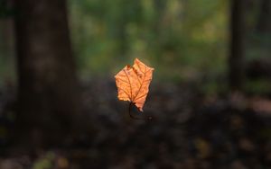 Preview wallpaper leaf, maple, dry, autumn, macro