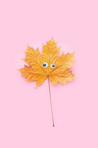 Preview wallpaper leaf, maple, eyes, funny