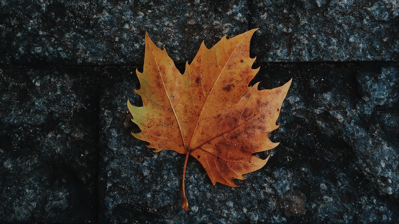 Download wallpaper 1366x768 leaf, maple, fallen, autumn tablet, laptop ...