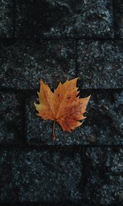 Preview wallpaper leaf, maple, fallen, autumn