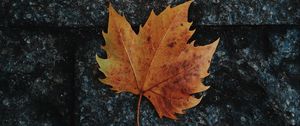 Preview wallpaper leaf, maple, fallen, autumn