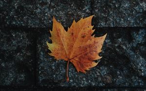 Preview wallpaper leaf, maple, fallen, autumn