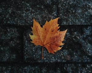 Preview wallpaper leaf, maple, fallen, autumn